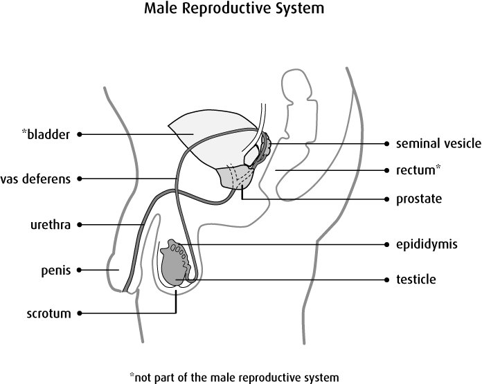 تتكون الخلايا الجنسية في الجهاز التناسلي الذكري فقط