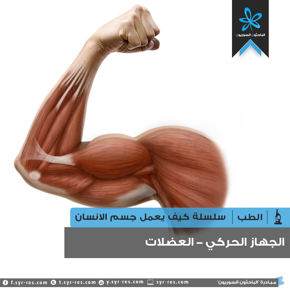 الباحثون السوريون الجهاز الحركي العضلات
