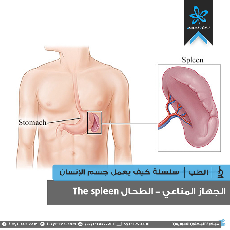 الباحثون السوريون سلسلة كيف يعمل جسم الانسان الجهاز المناعي