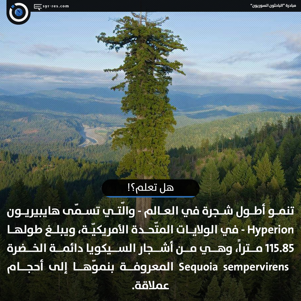 الباحثون السوريون أطول شجرة في العالم
